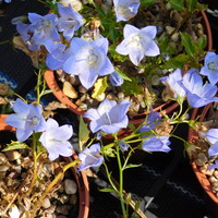 Campanula 'Yvonne'